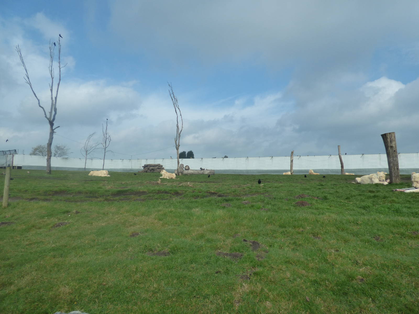 White Lion Enclosure