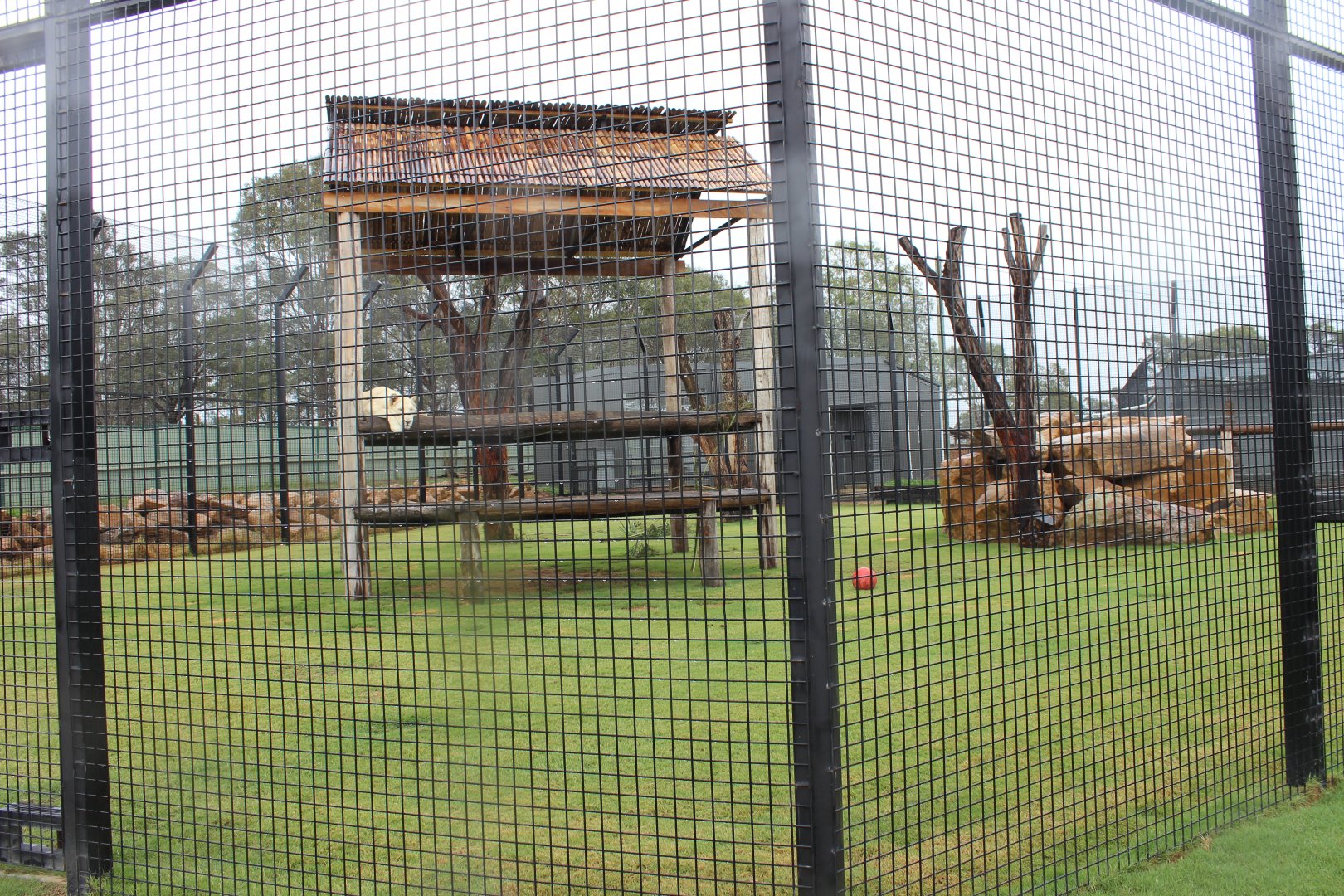 White Lion enclosure