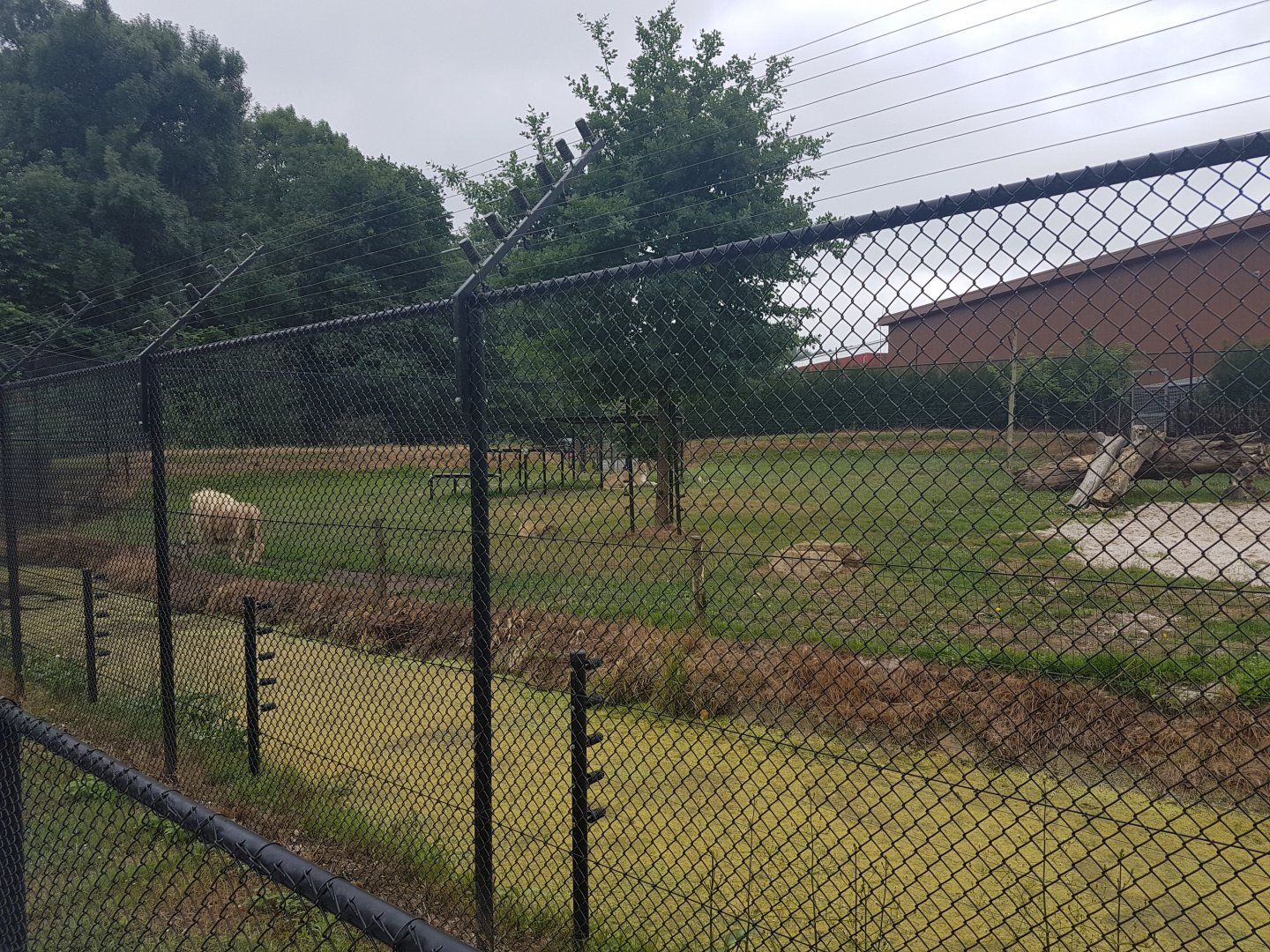 White lion-enclosure
