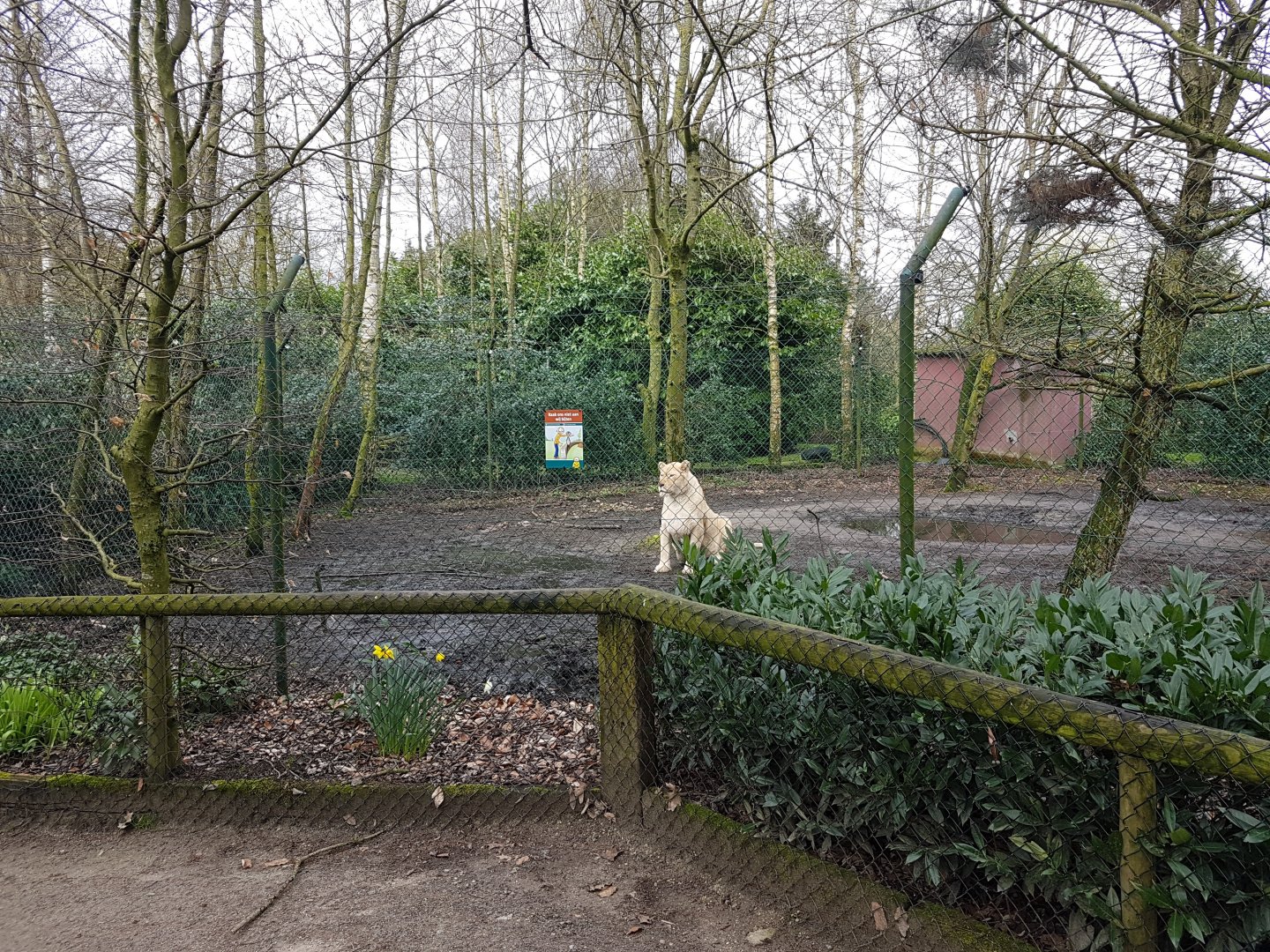 White lion-enclosure