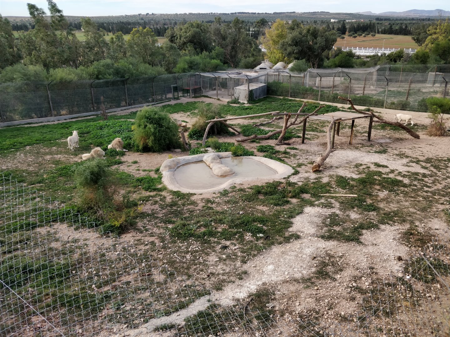 white lion enclosure