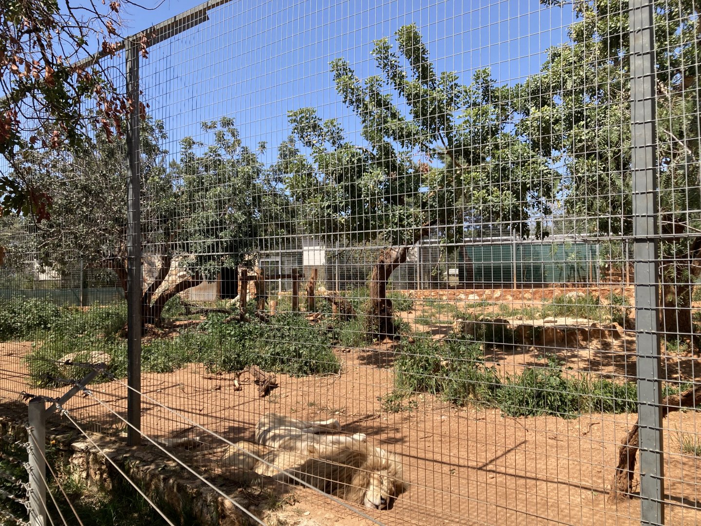 White lion enclosure