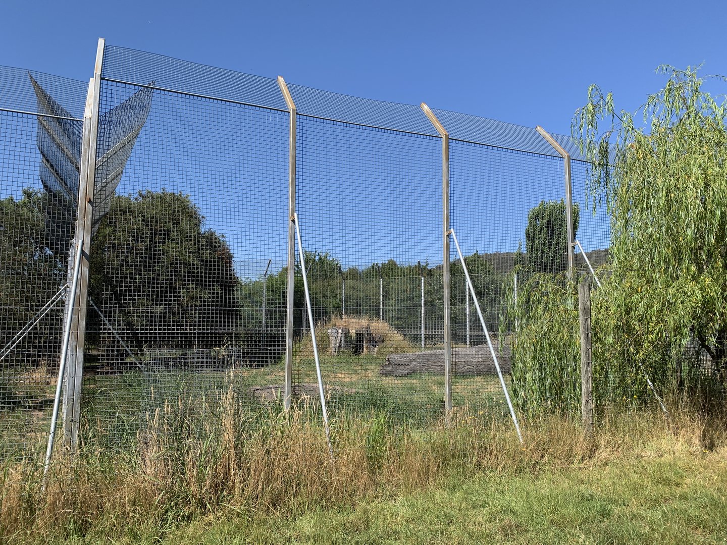 White Lion Enclosure