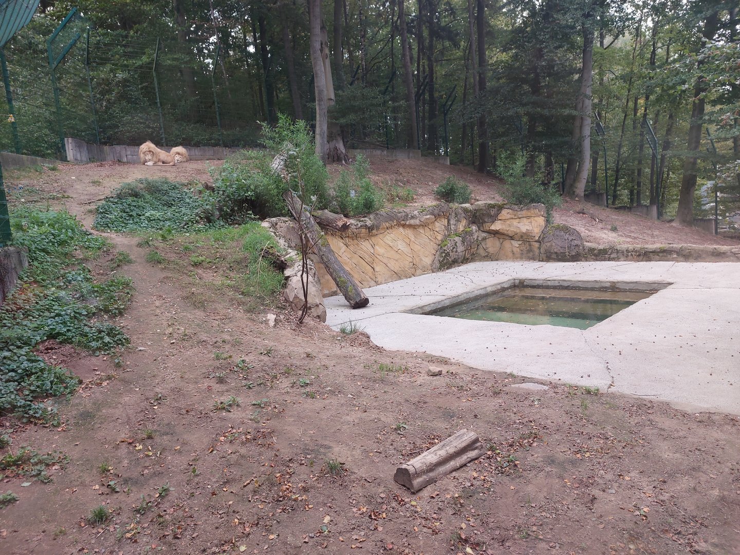 White lion enclosure