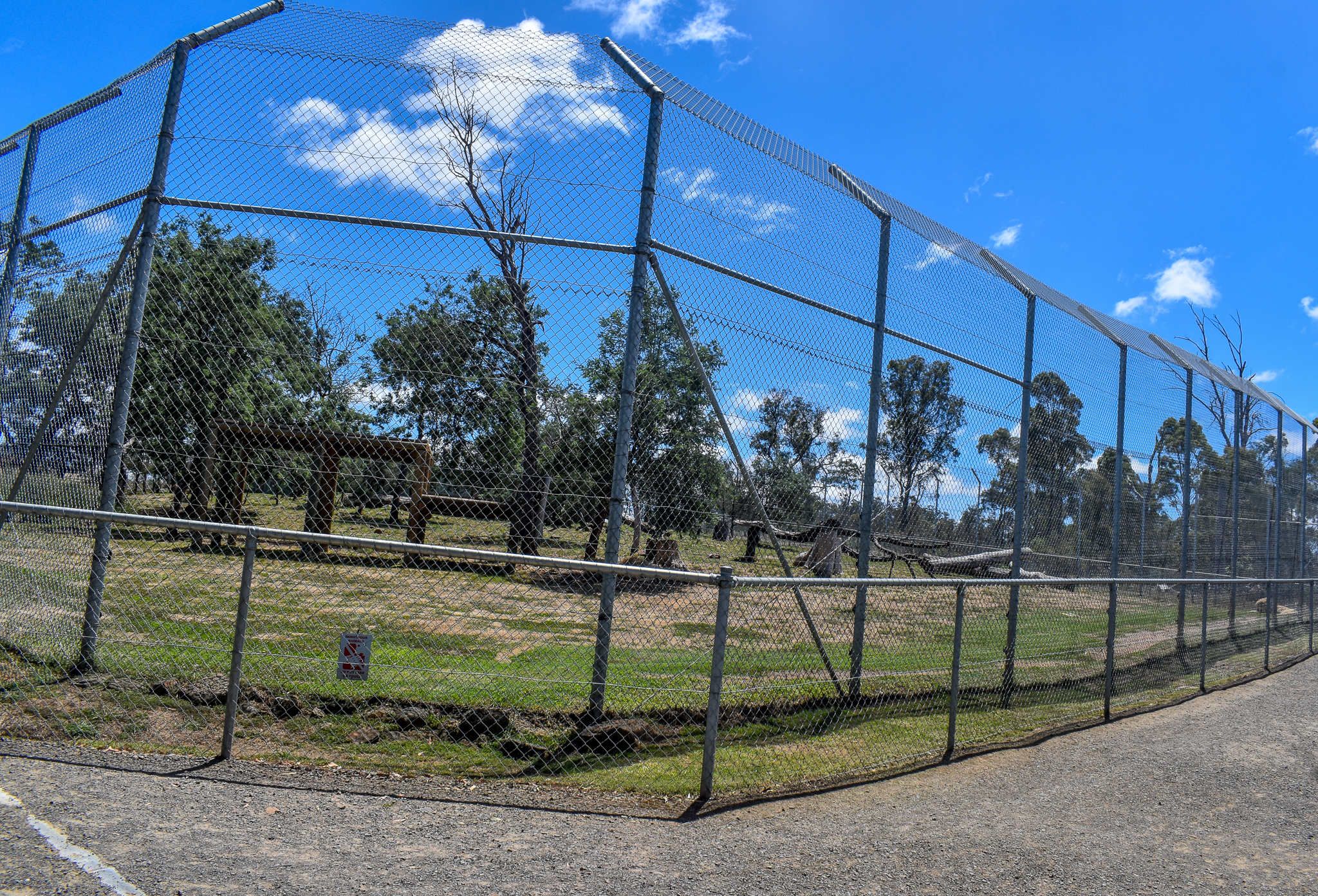 White lion enclosure