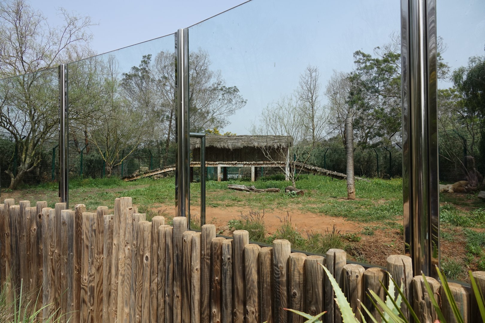White Lion Enclosure