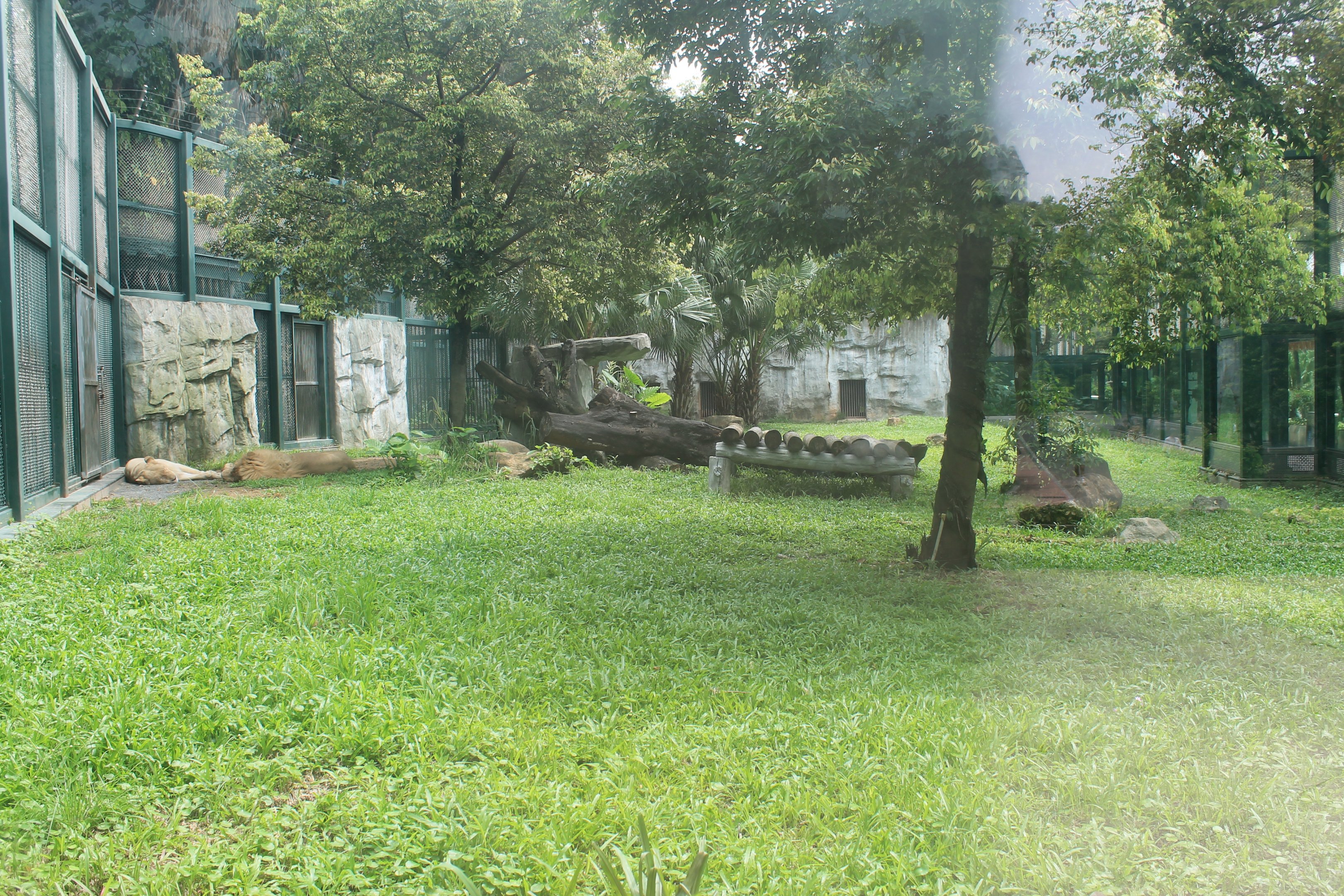 White Lion enclosure