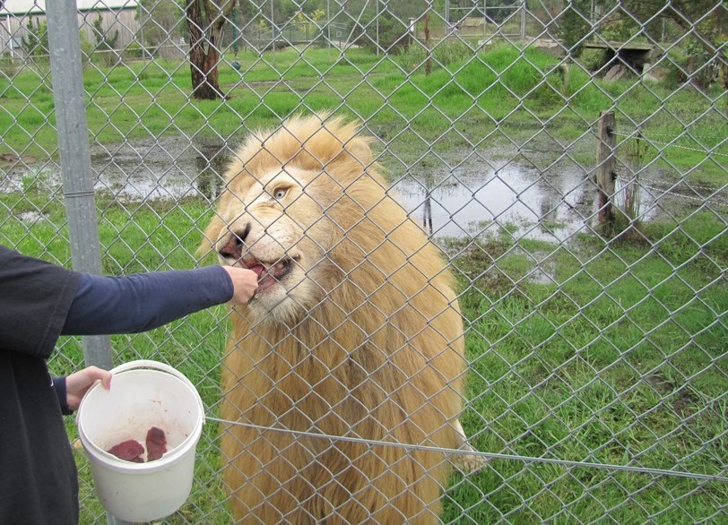 White Lion Encounter (2013)