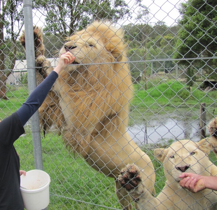 White Lion Encounter (2013)