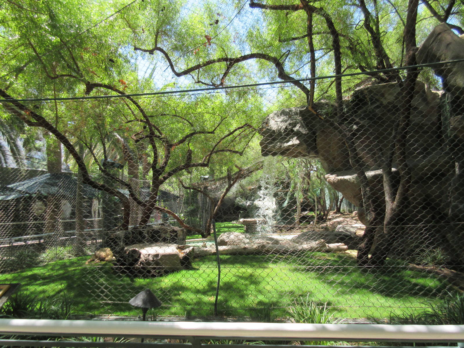 White Lion Exhibit #1