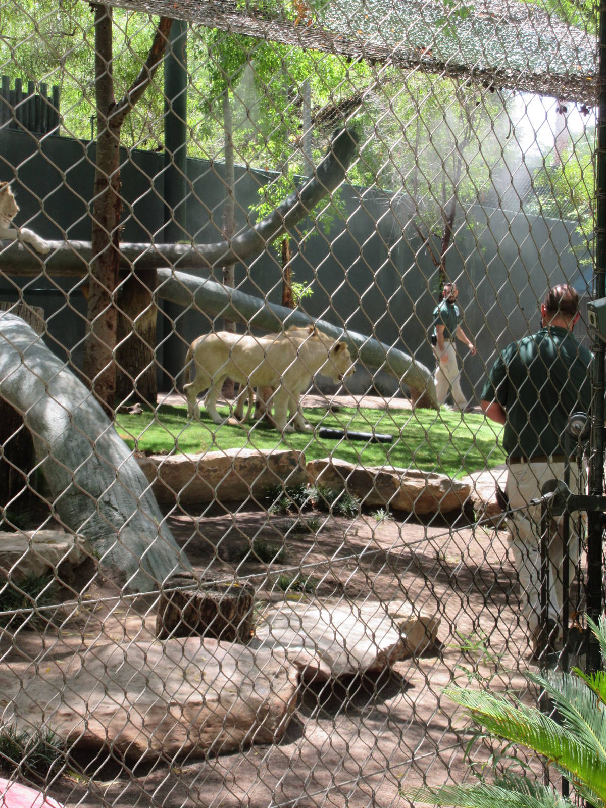 White Lion Exhibit #2 - 3 cats and 2 keepers