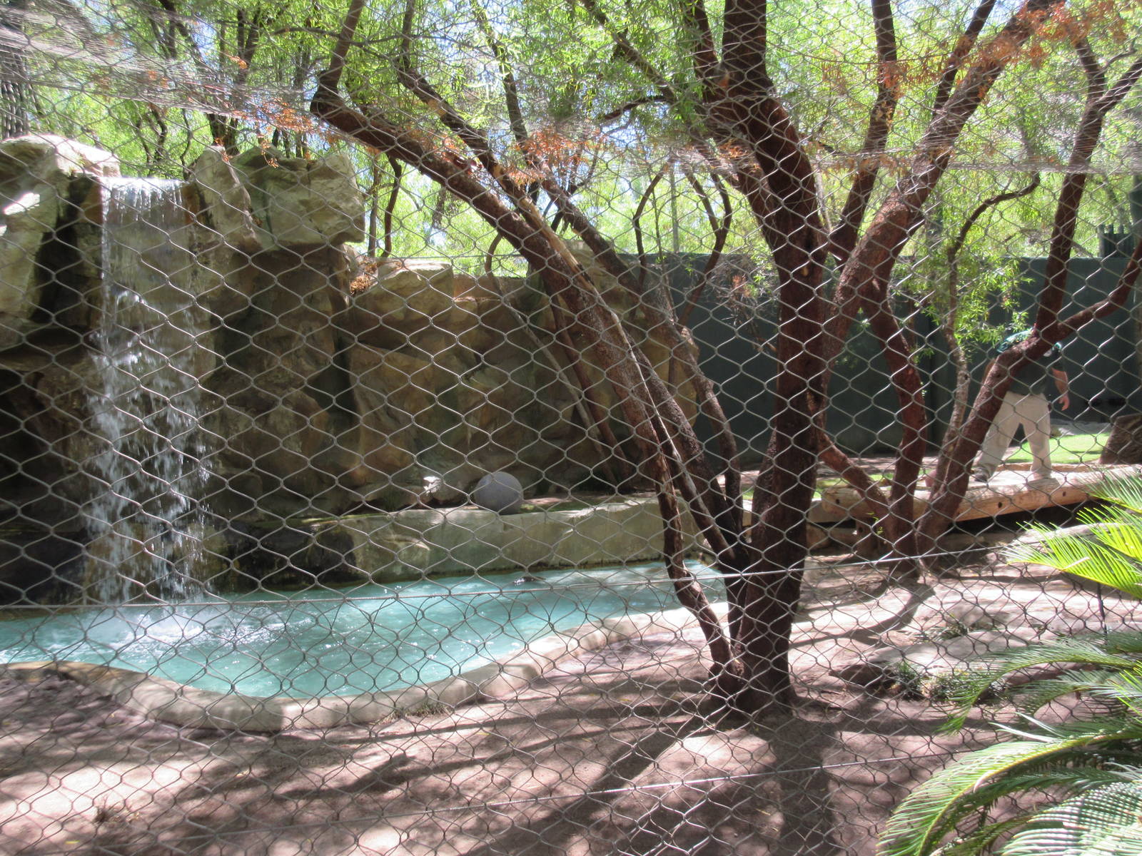 White Lion Exhibit #2