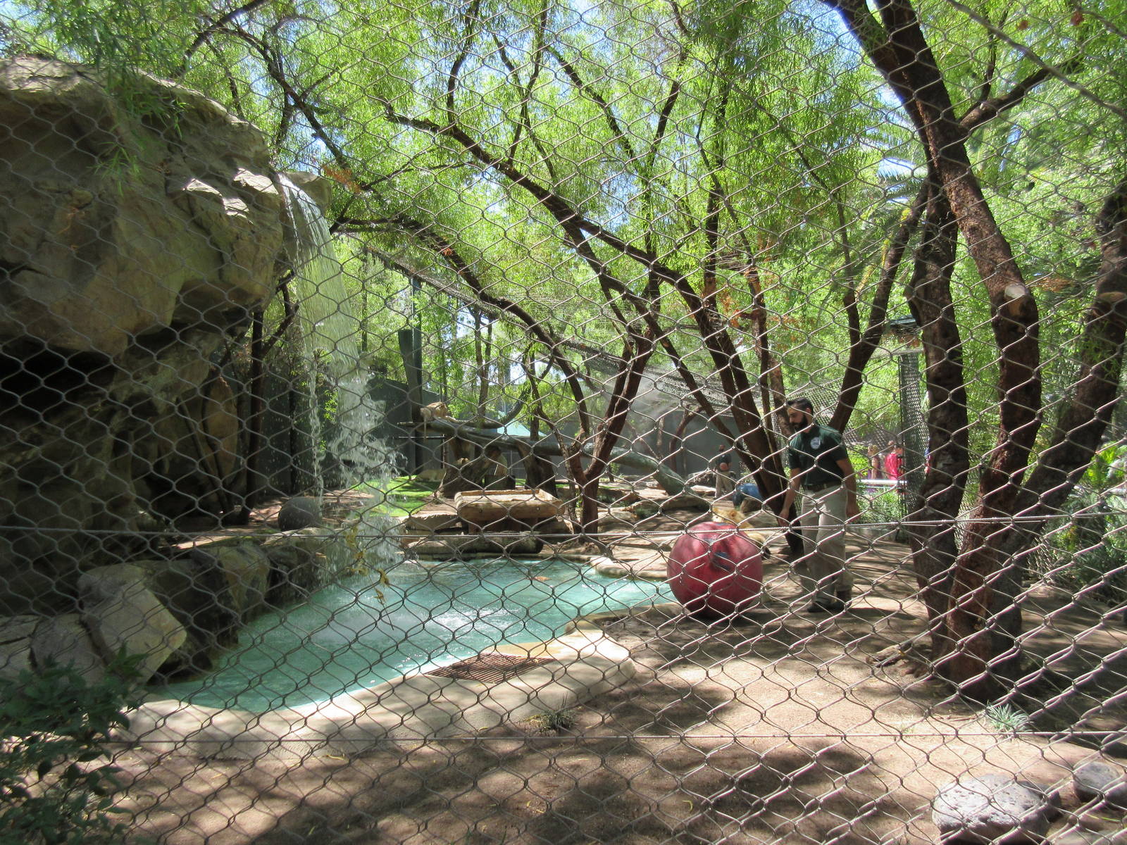 White Lion Exhibit #2