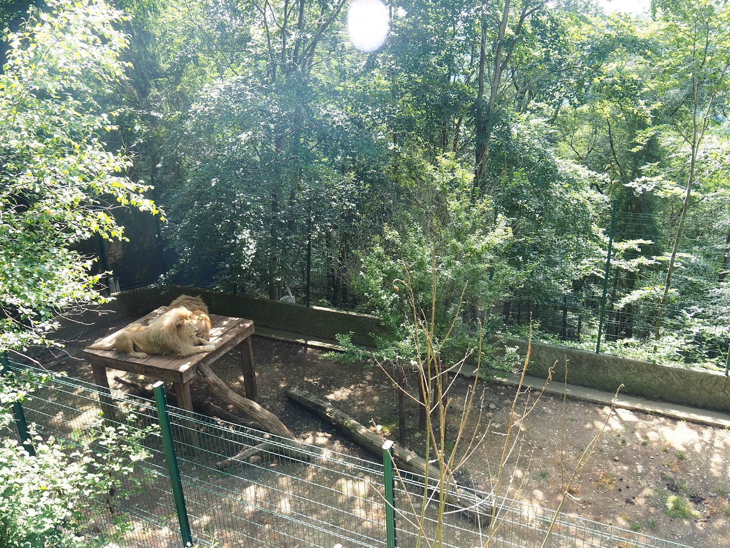 White lion exhibit, 2023-06-24