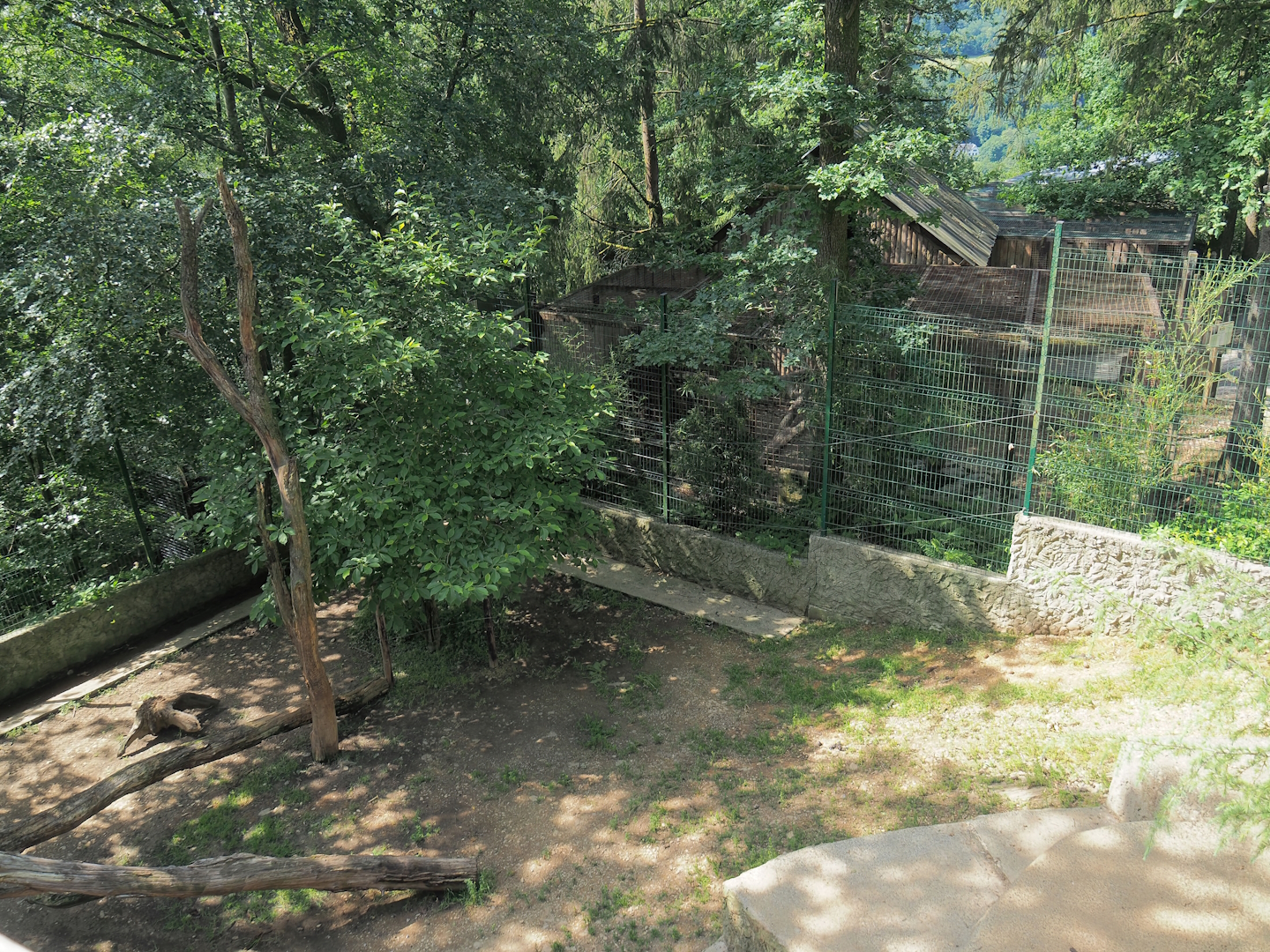 White lion exhibit, 2023-06-24