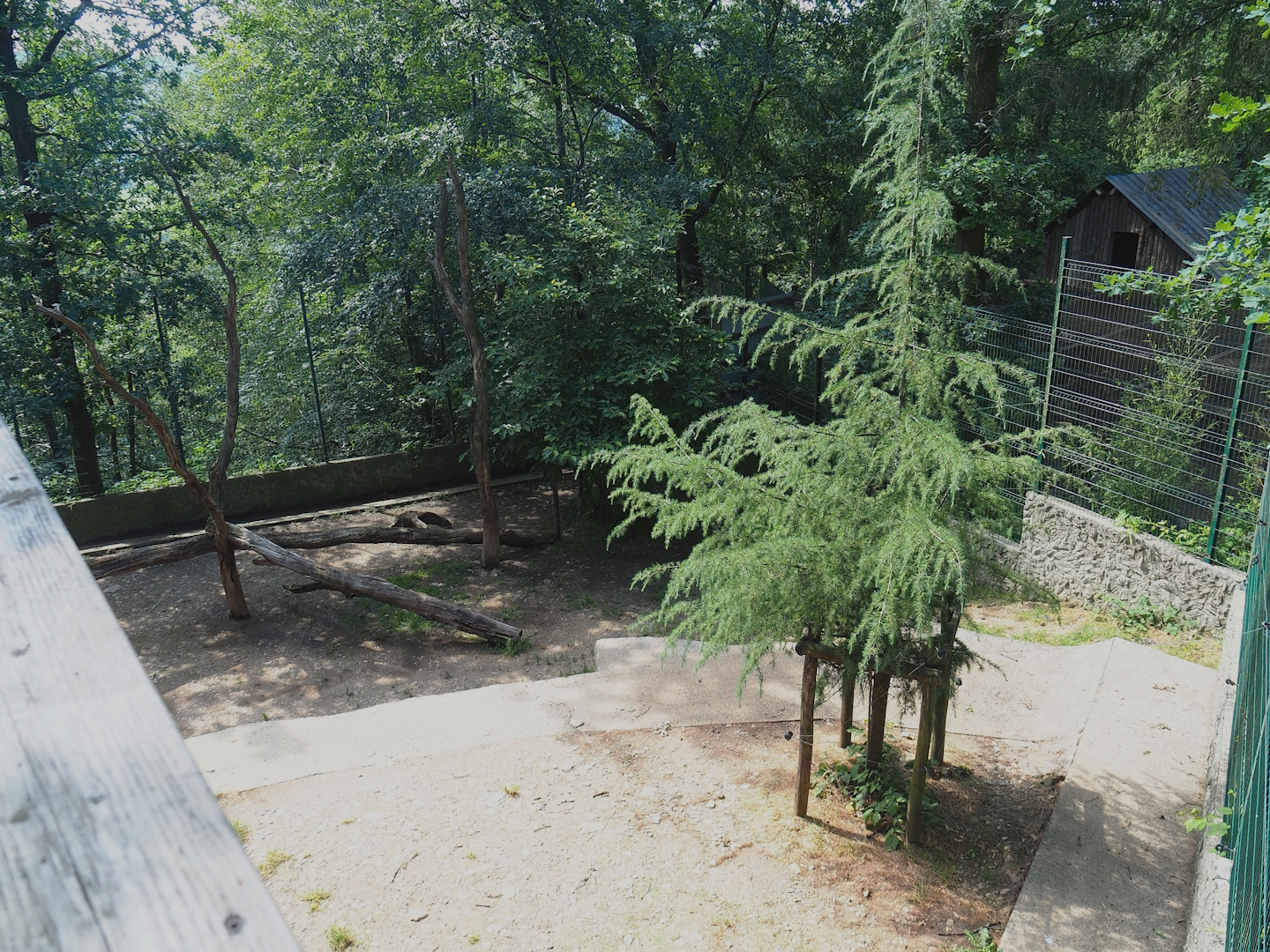 White lion exhibit, 2023-06-24