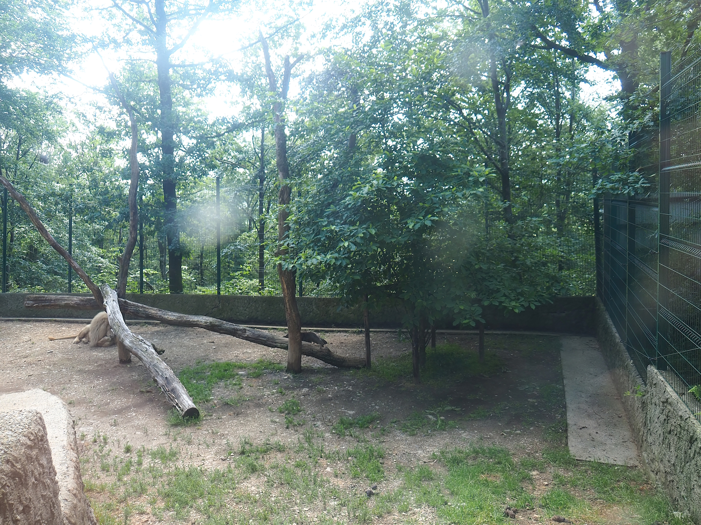 White lion exhibit, 2023-06-24