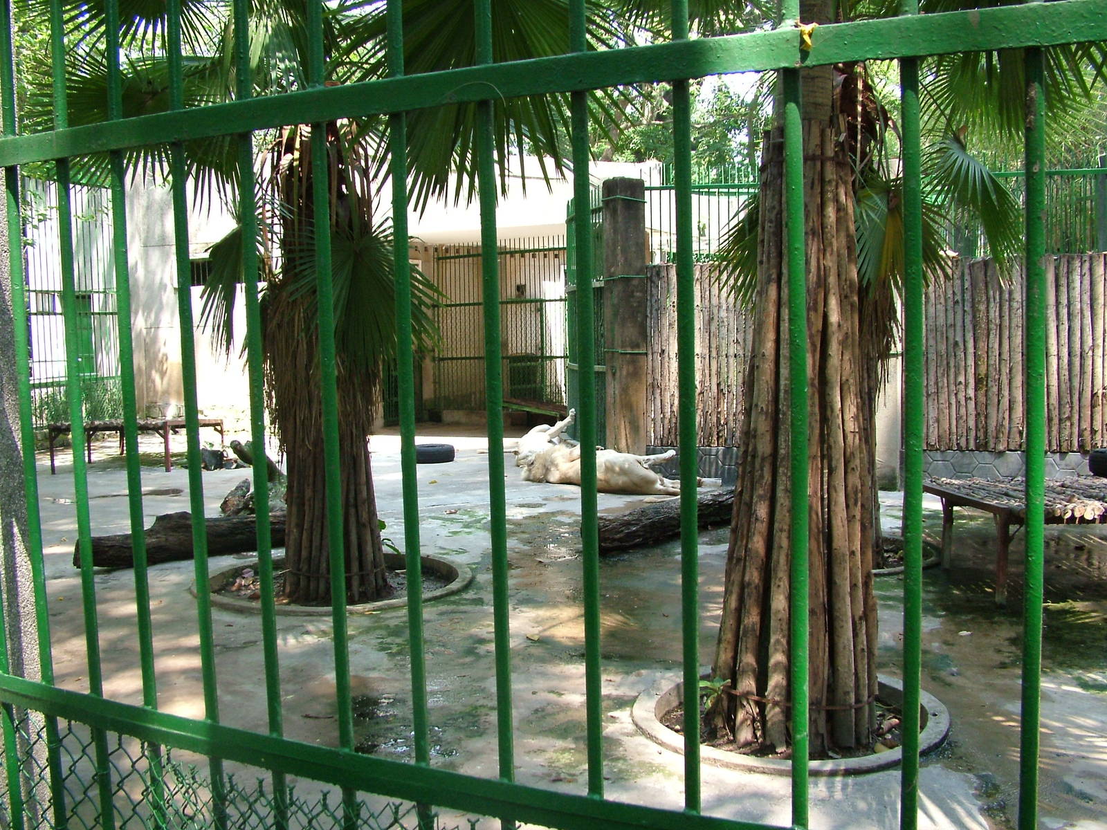White Lion Exhibit at Saigon Zoo, 16/03/12