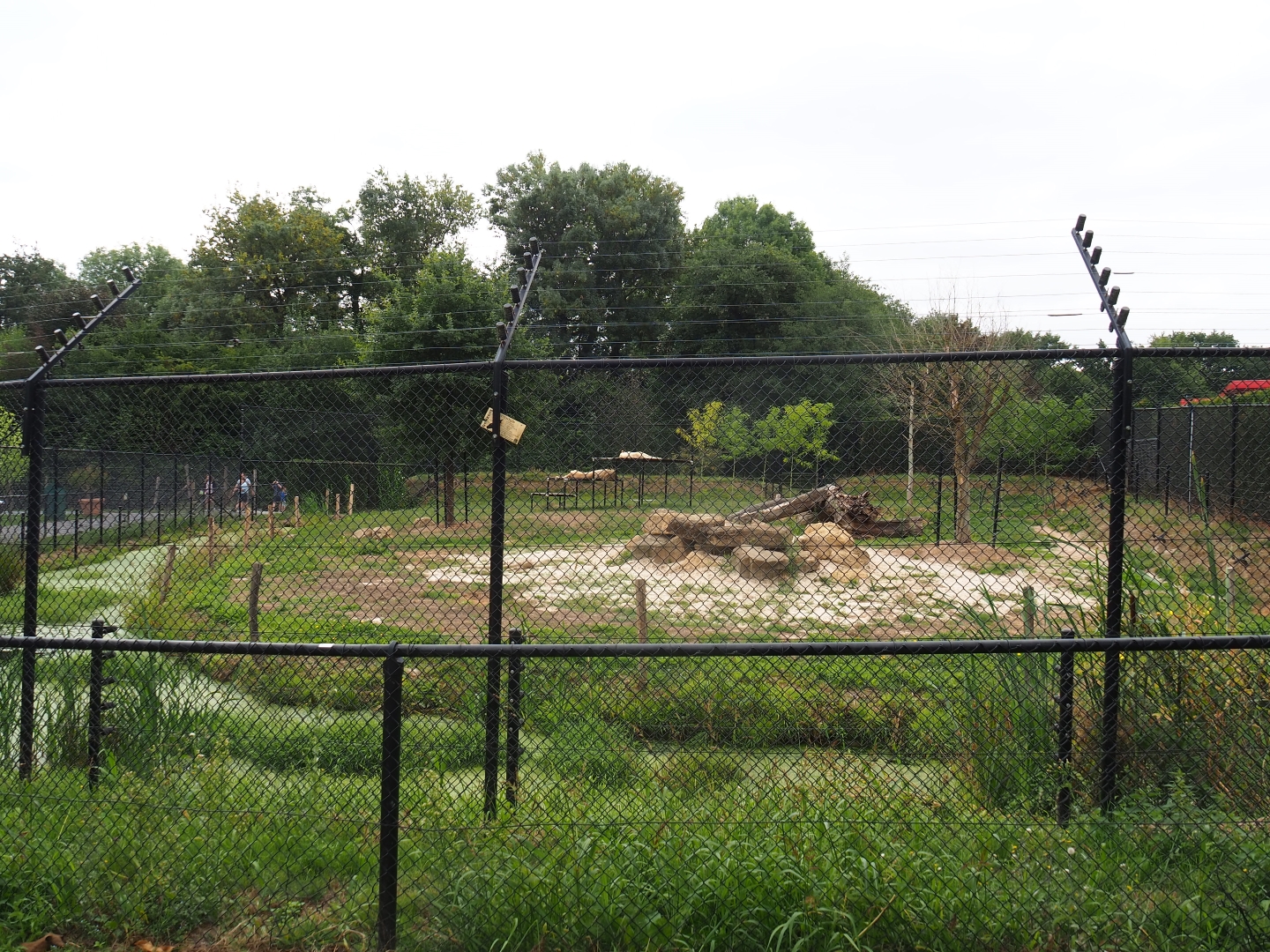 White lion exhibit (Aug 28th, 2018)