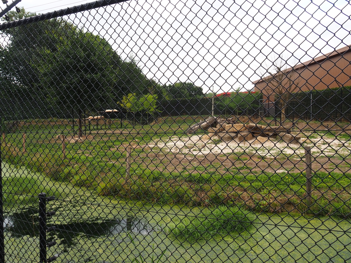 White lion exhibit (Aug 28th, 2018)