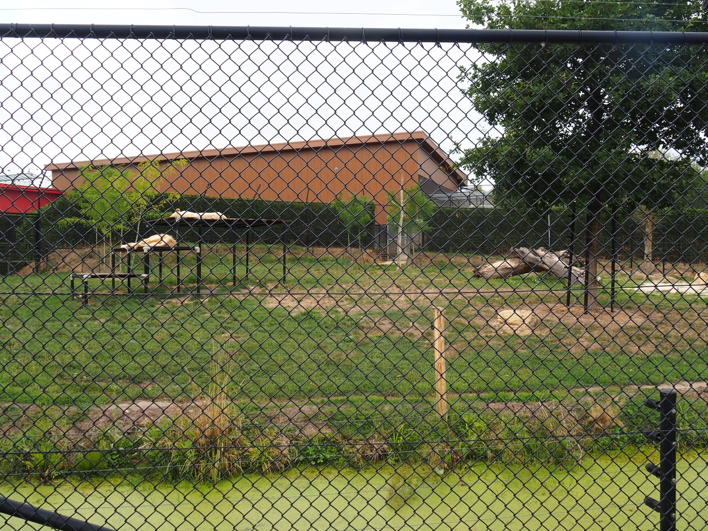 White lion exhibit (Aug 28th, 2018)