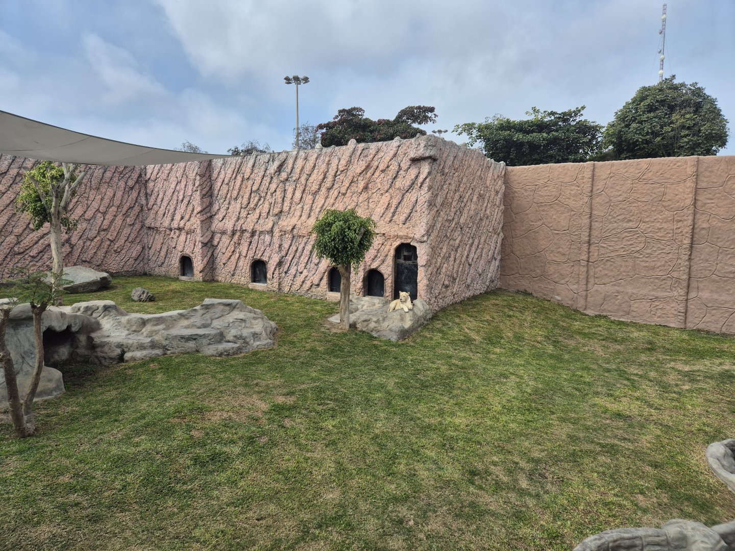 White Lion exhibit, Felinario