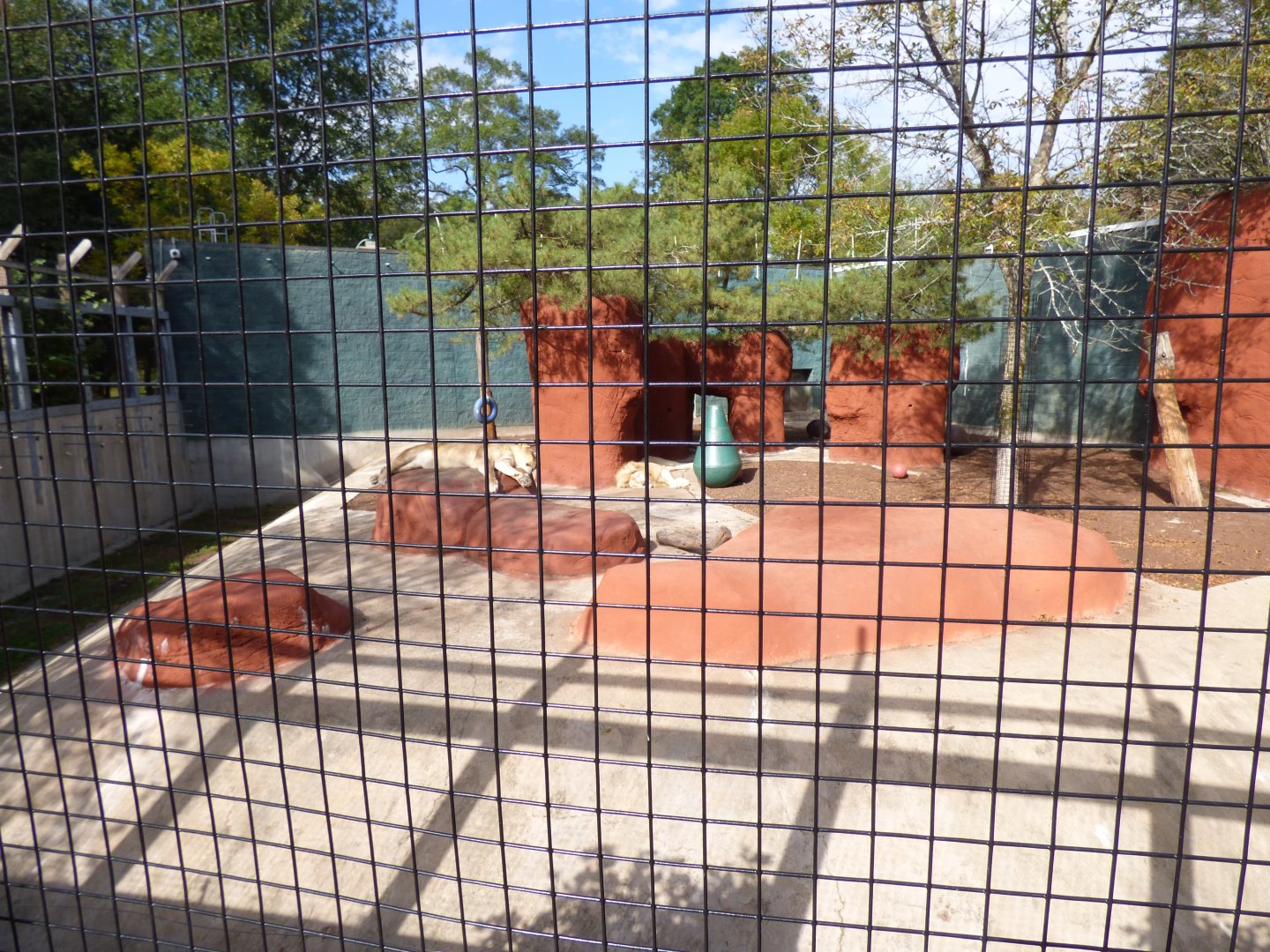 White Lion Exhibit, October 2017