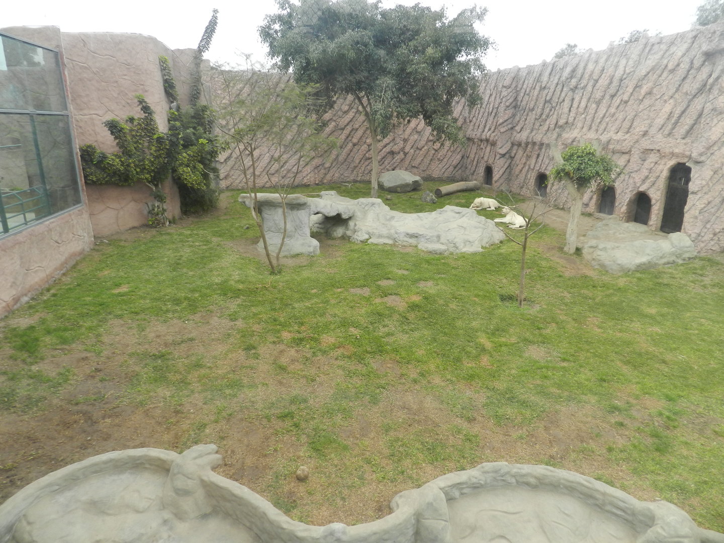 White lion exhibit - Parque de Las Leyendas