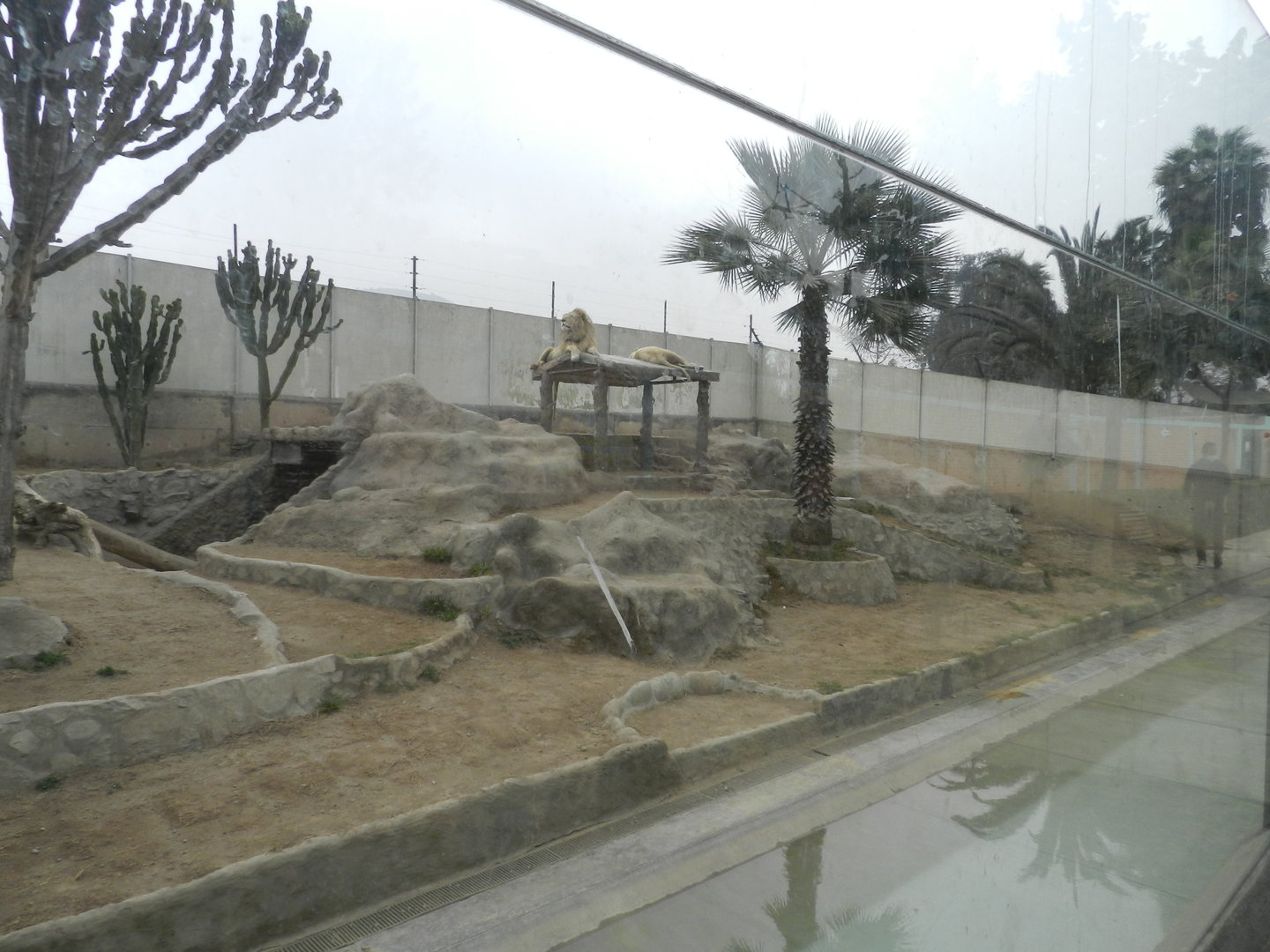 White lion exhibit - Parque Zoológico Huachipa
