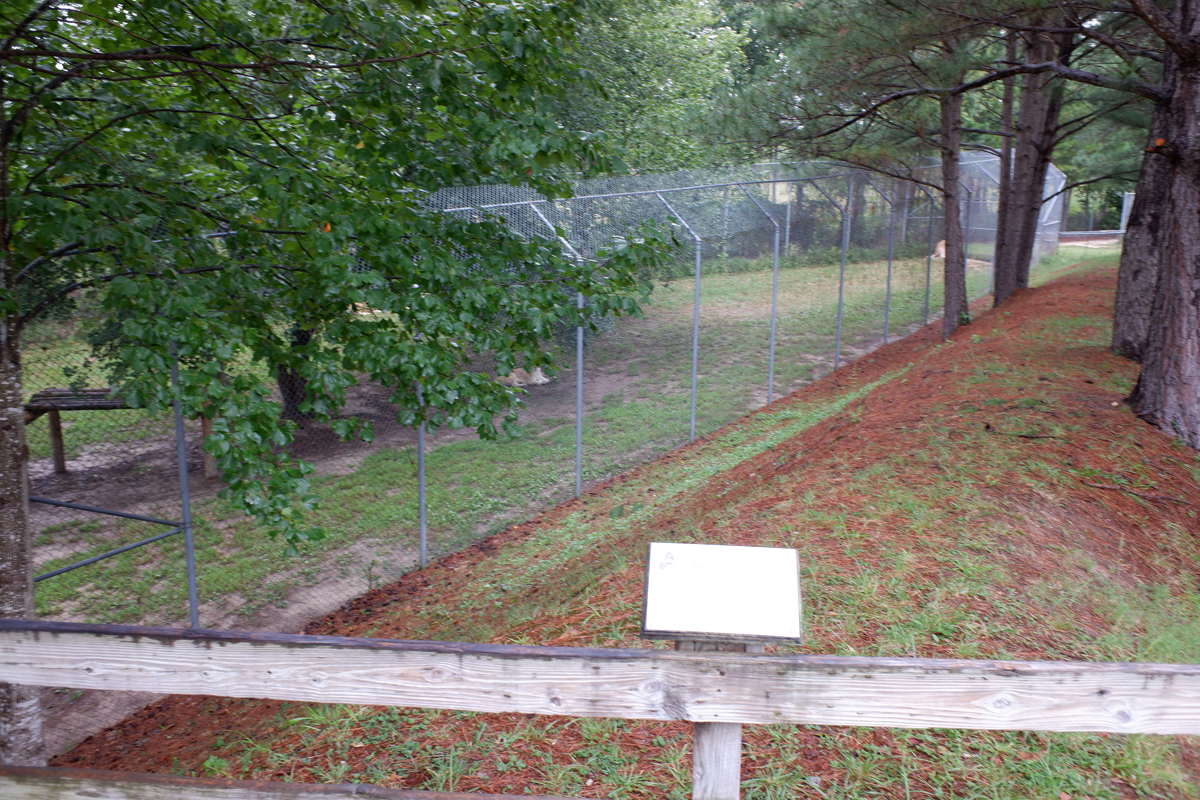 white lion exhibit (terrible viewing)