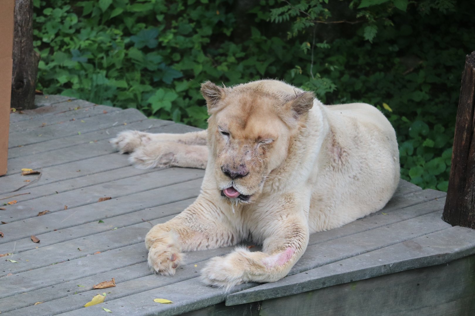 White Lion exhibit - White Lion