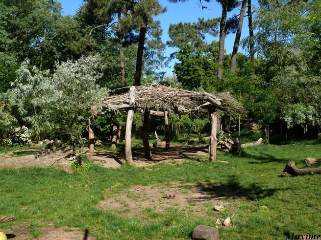 White lion exhibit - Zoo de la Flèche