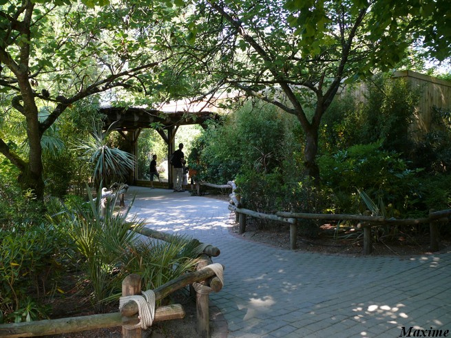 White lion exhibit - Zoo de la Flèche