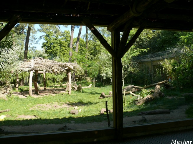 White lion exhibit - Zoo de la Flèche