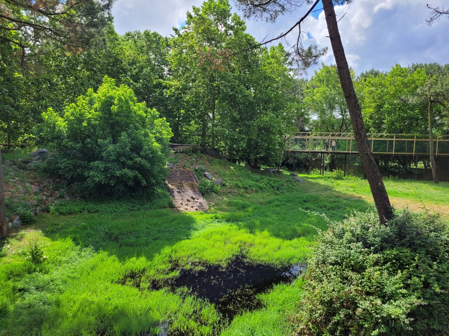 White lion exhibit -Zoo du bassin d'Arcachon (2024)