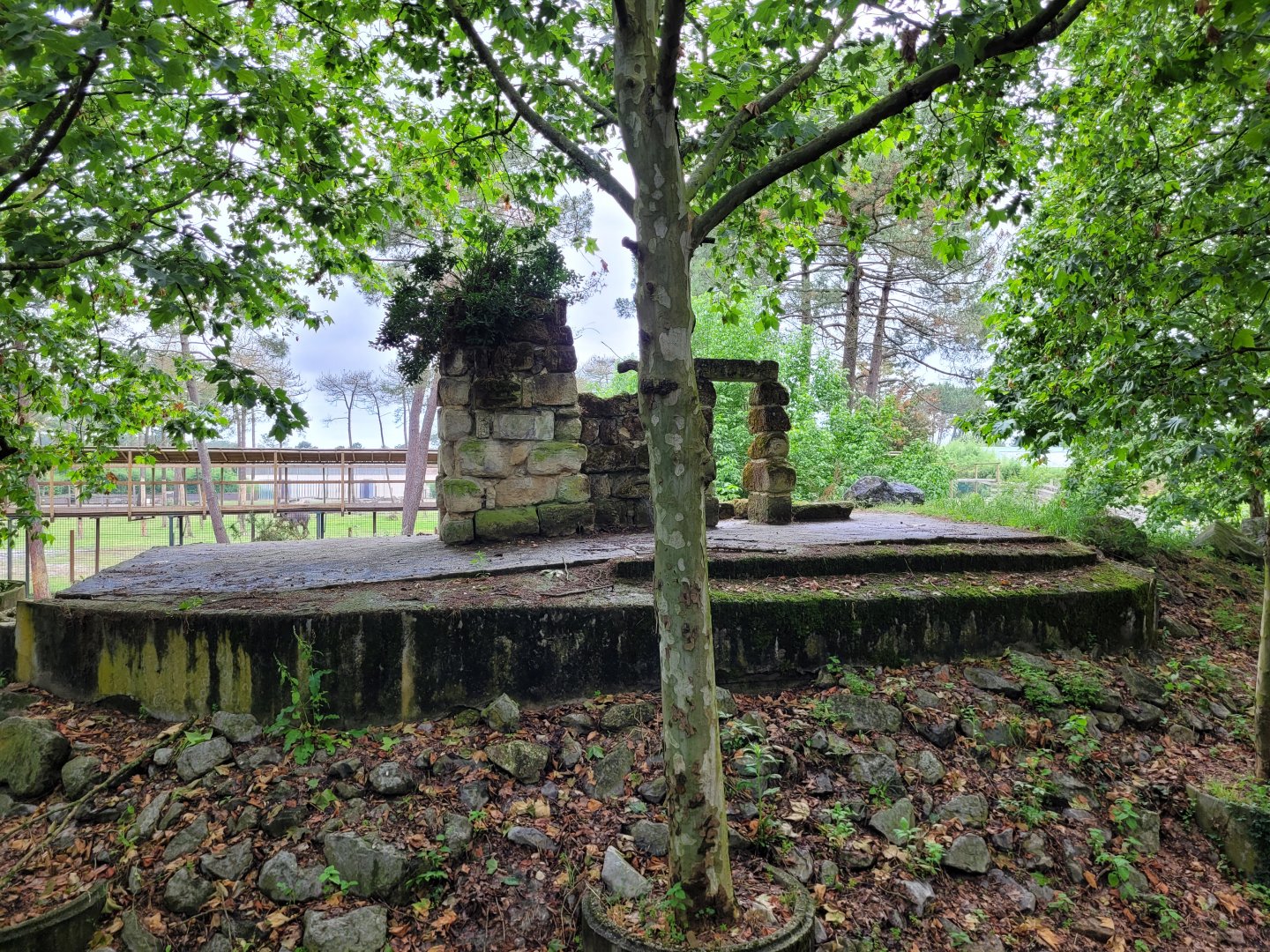 White lion exhibit -Zoo du bassin d'Arcachon (2024)