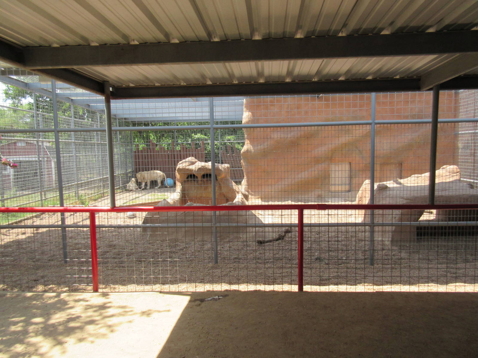 White Lion Exhibit
