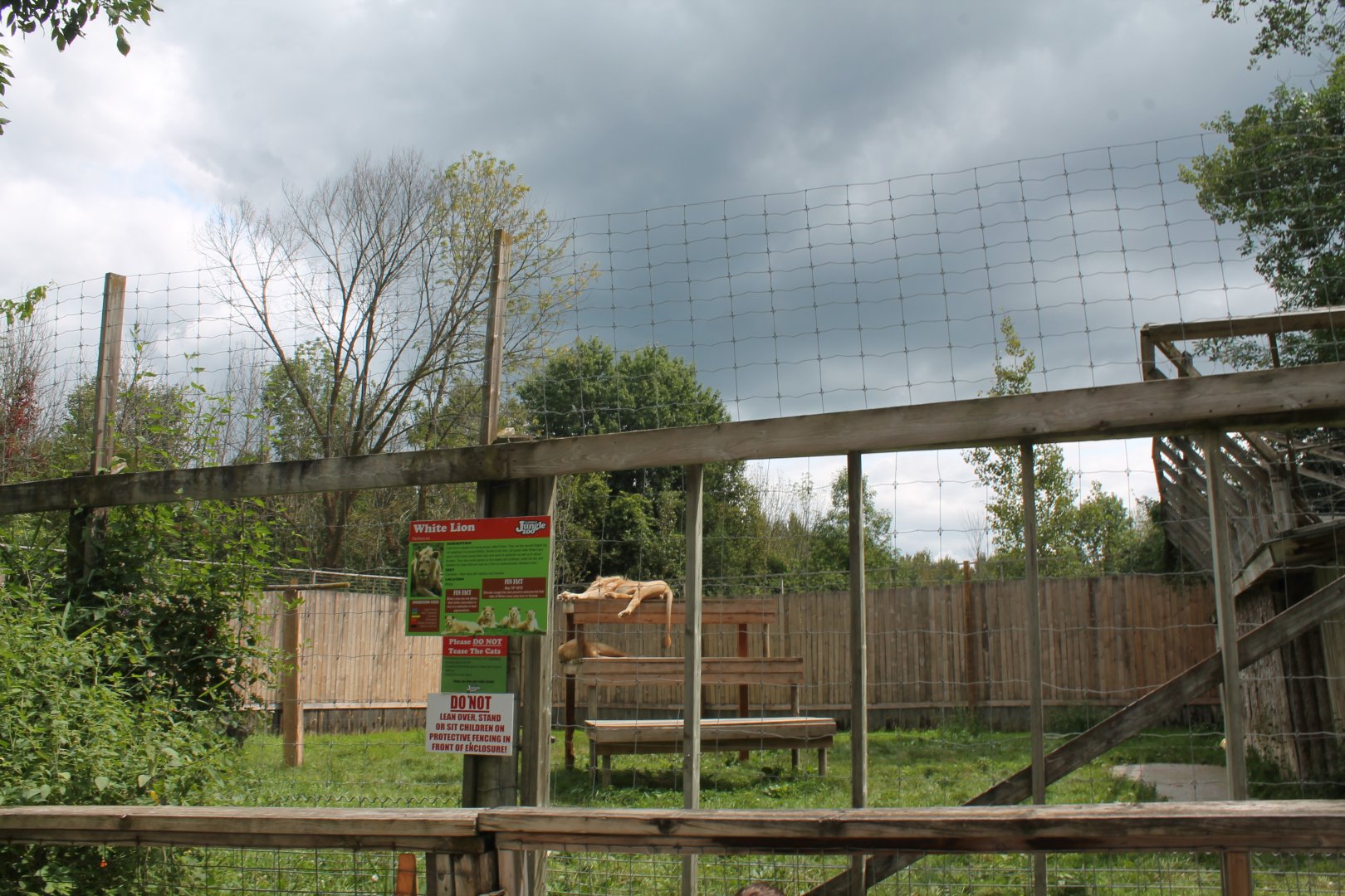 White lion exhibit