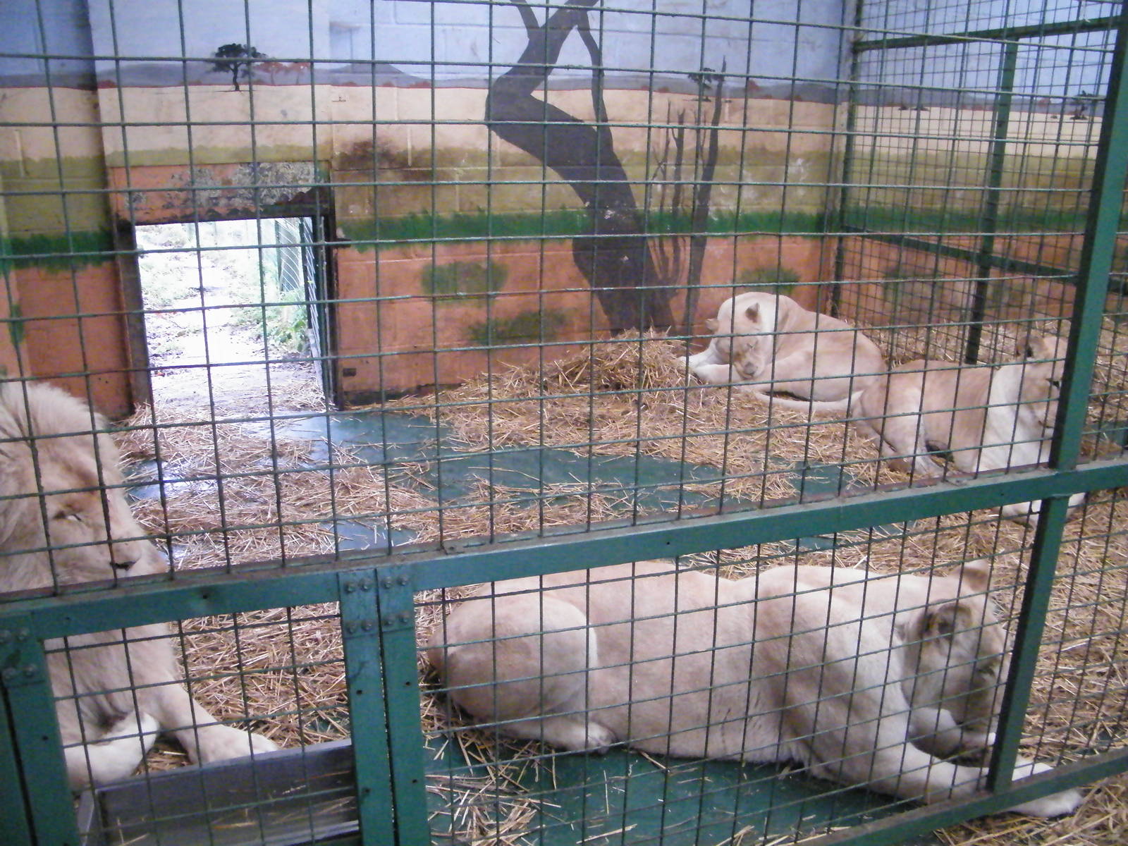 white lion family