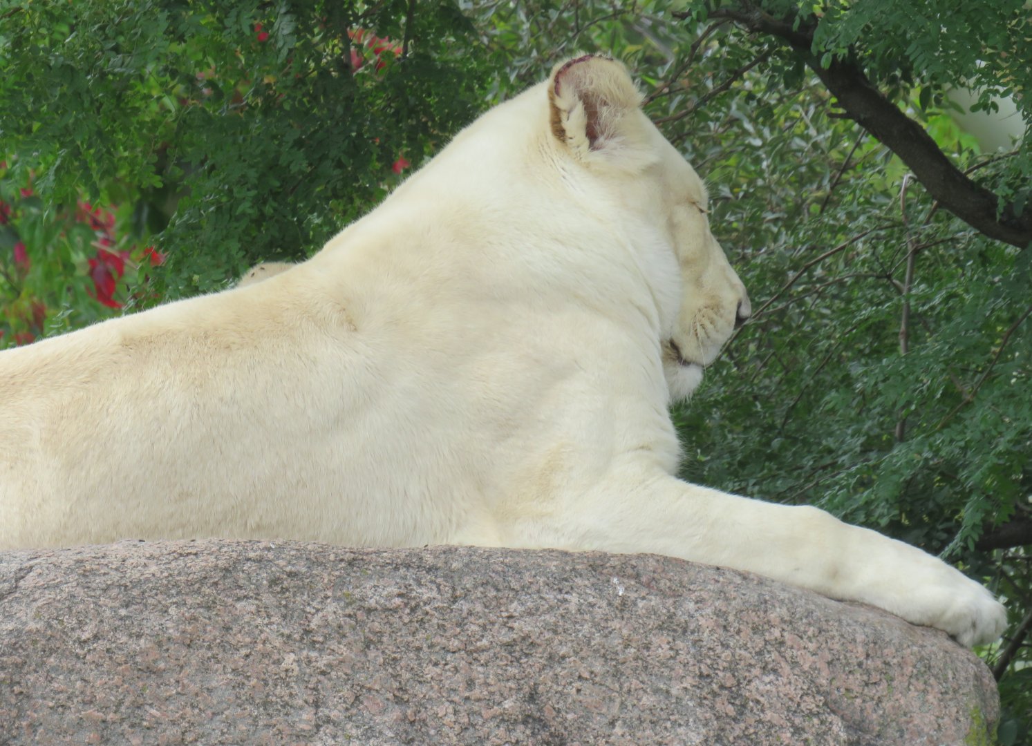 White lion female