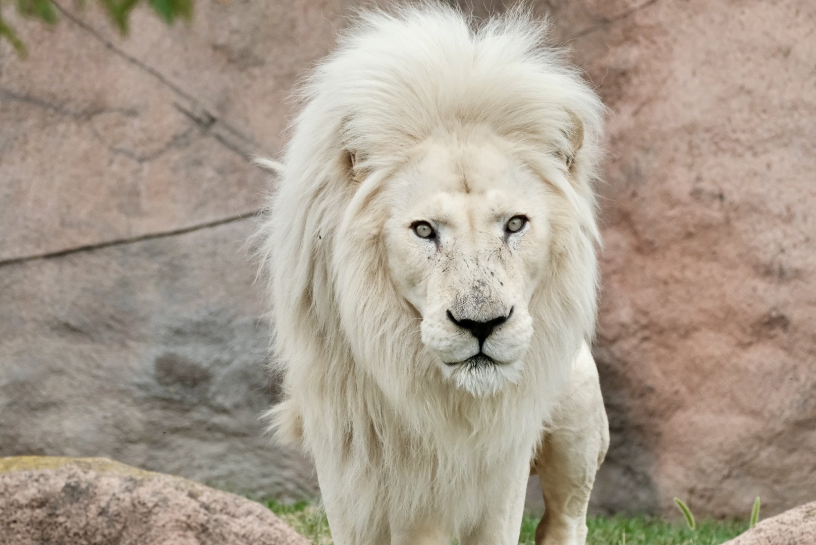White lion, Fontana (m) - August 26, 2025
