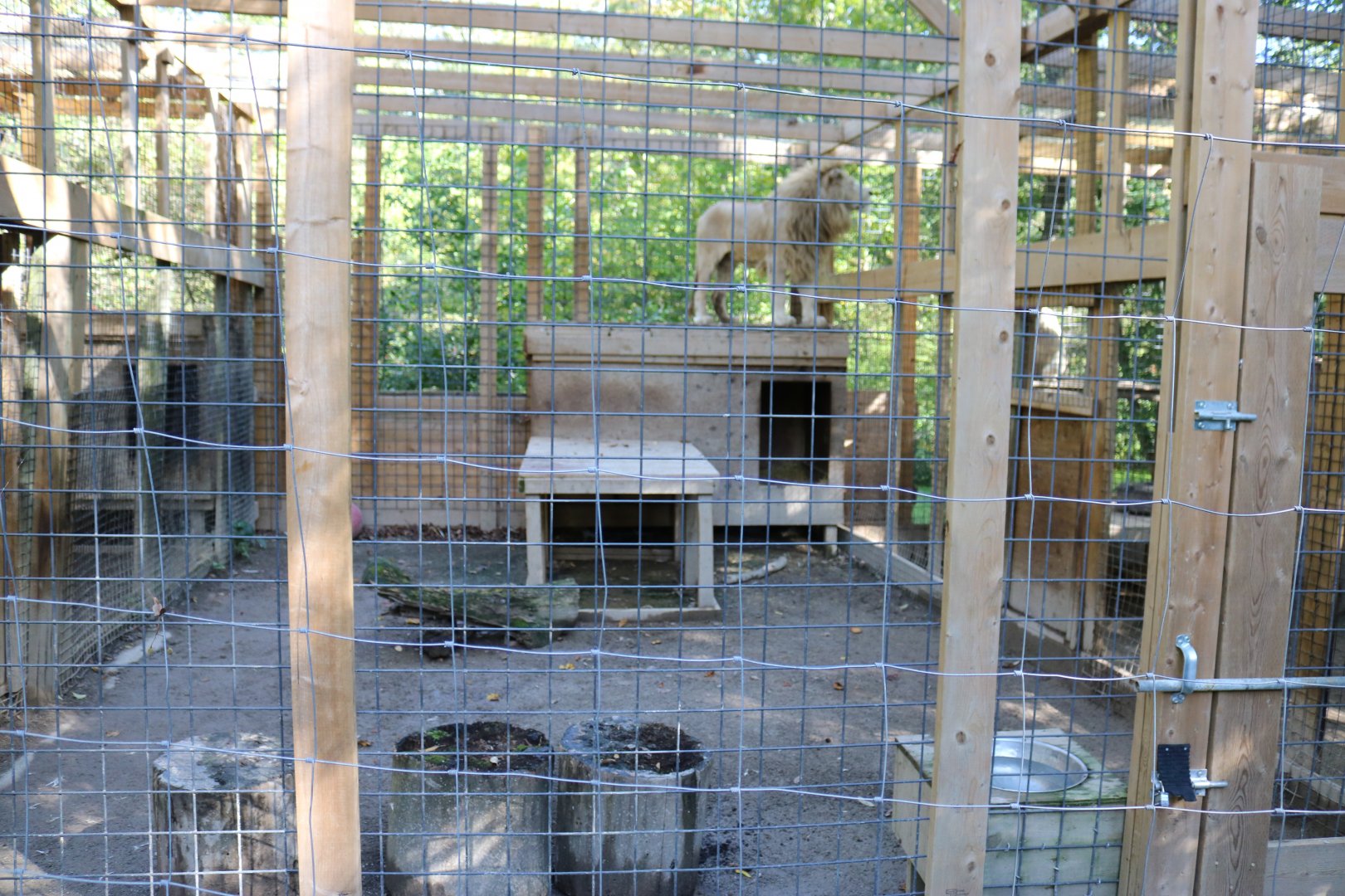 White Lion holding enclosure