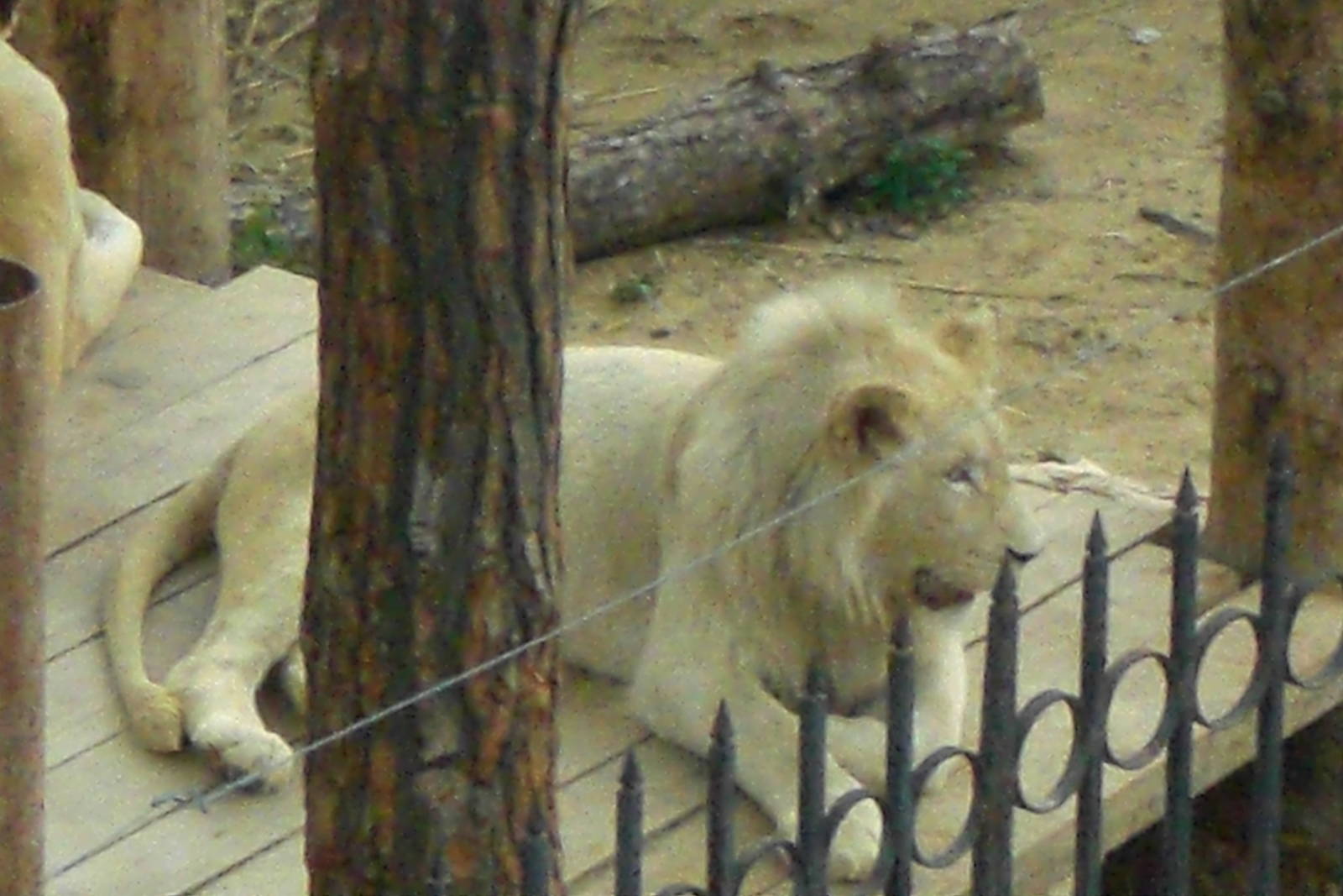 White Lion in Tbilisi Zoo