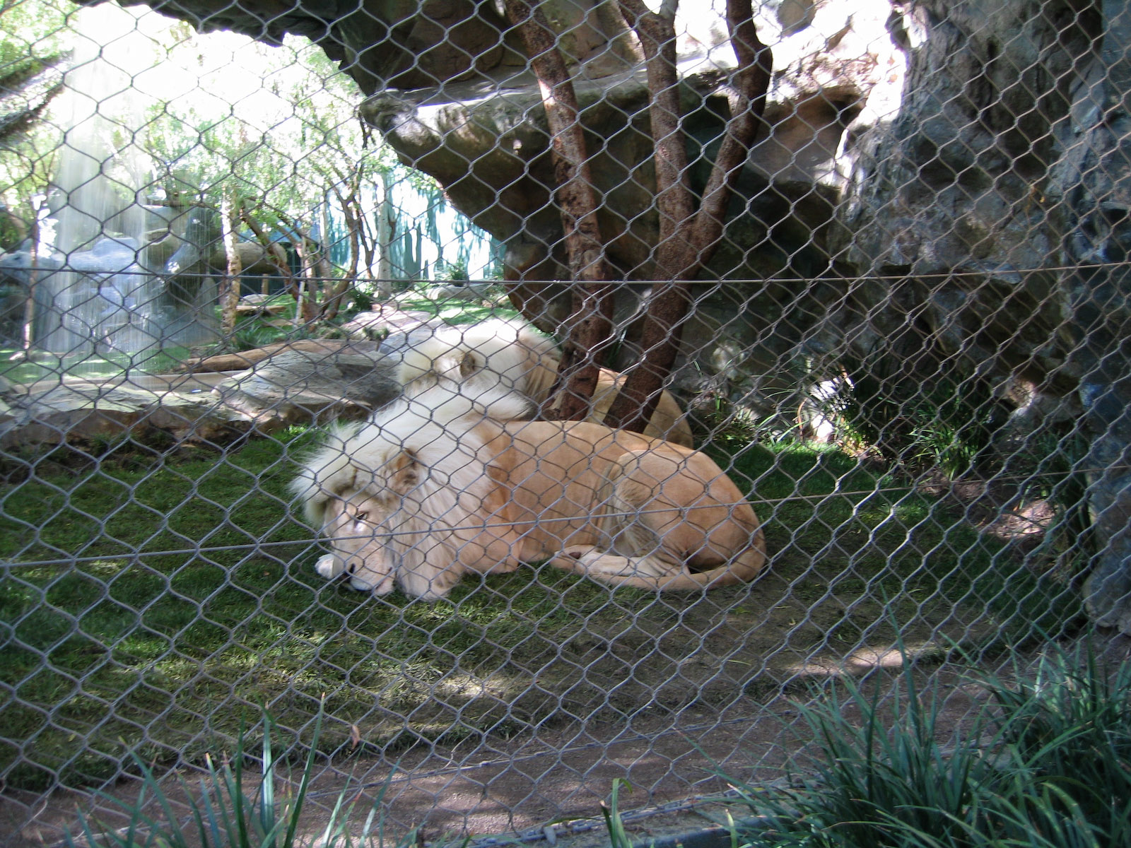 White Lion - Jan 2005