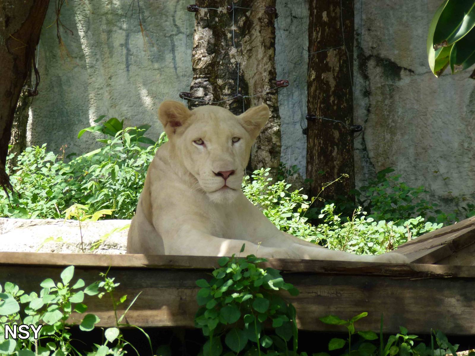 White lion, June 2013.
