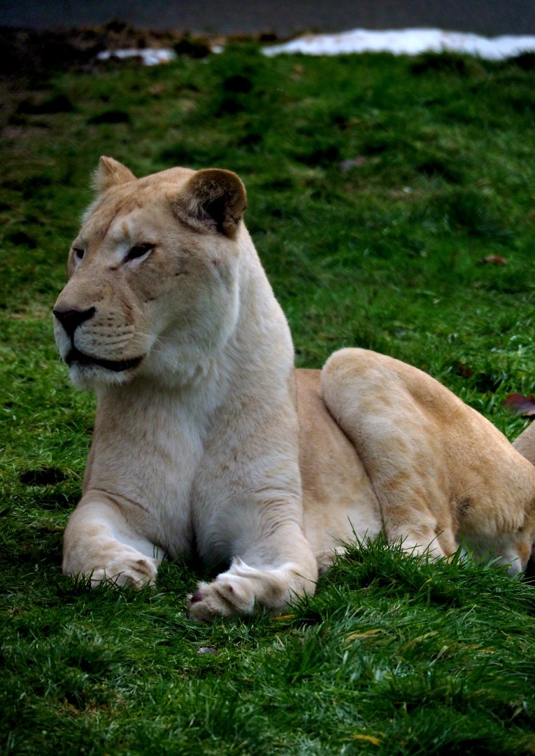 White Lion (Kasal) - 2022