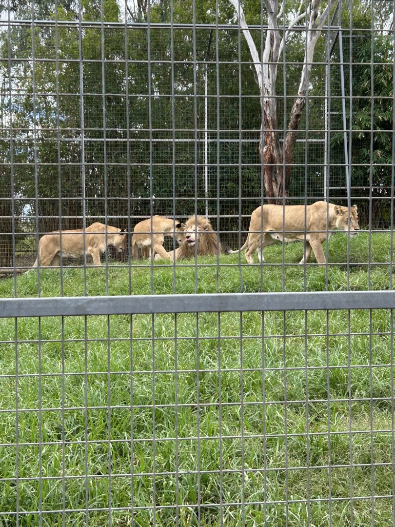 White lion male with tawny lion females