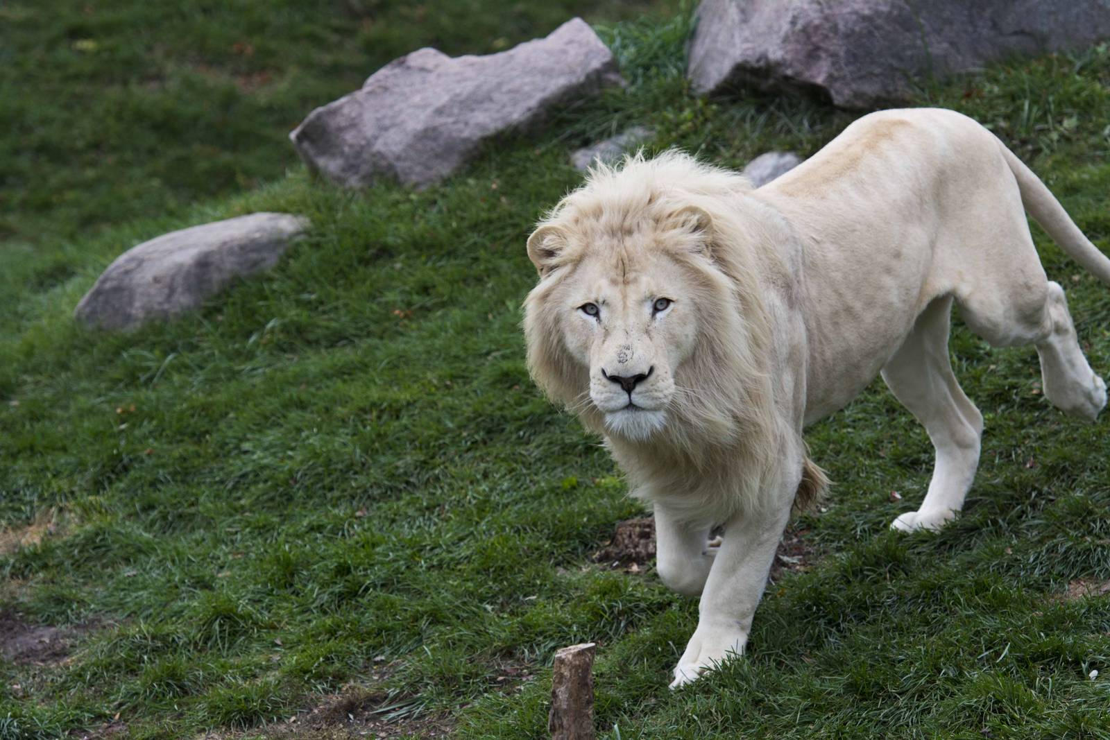 White Lion male