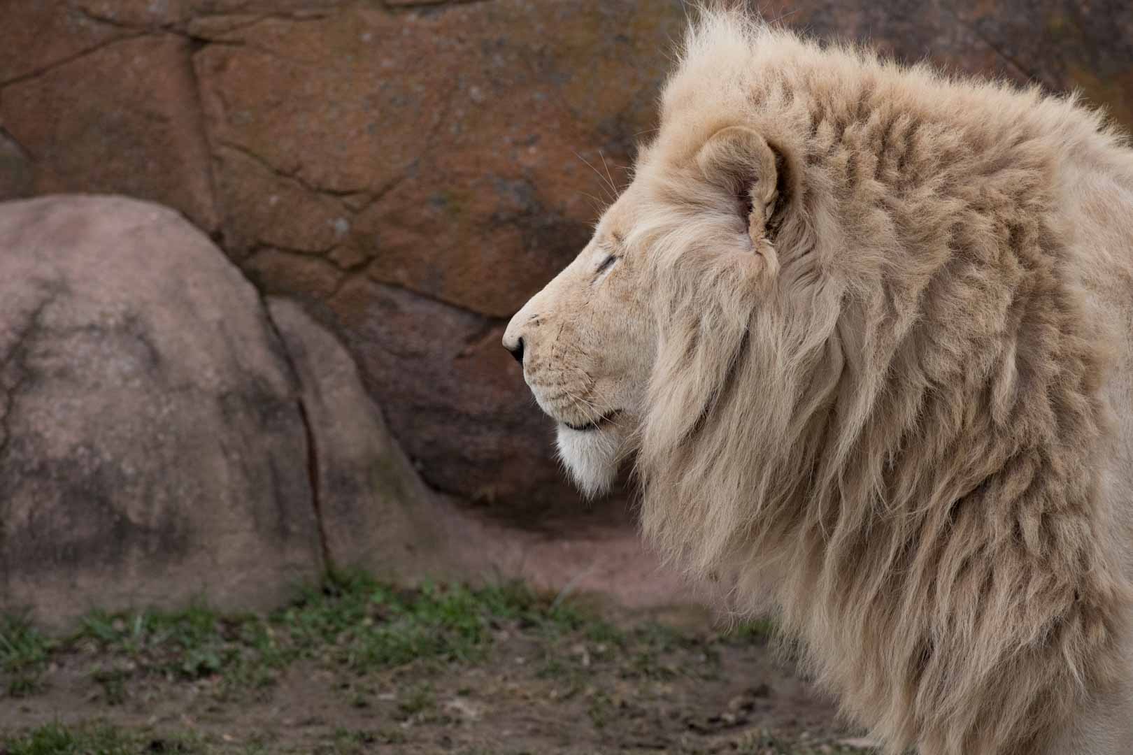 White Lion (Mane)