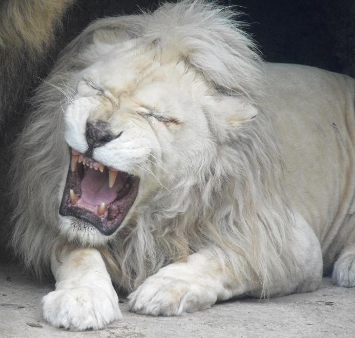White Lion Not Happy